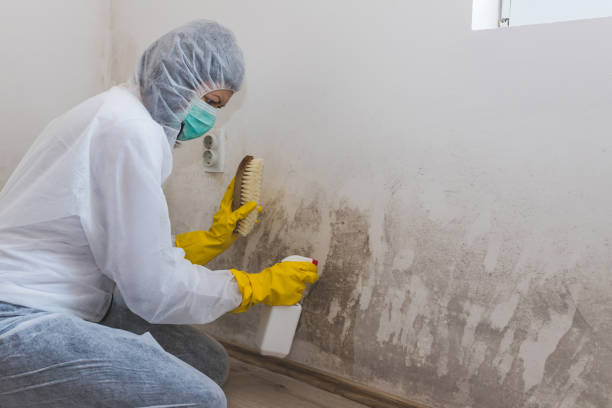 Why You Should Choose Our Mold Remediation Services in Barron, WI