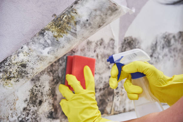 Best Commercial Mold Inspection  in Barron, WI